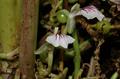 Elettaria cardamomum